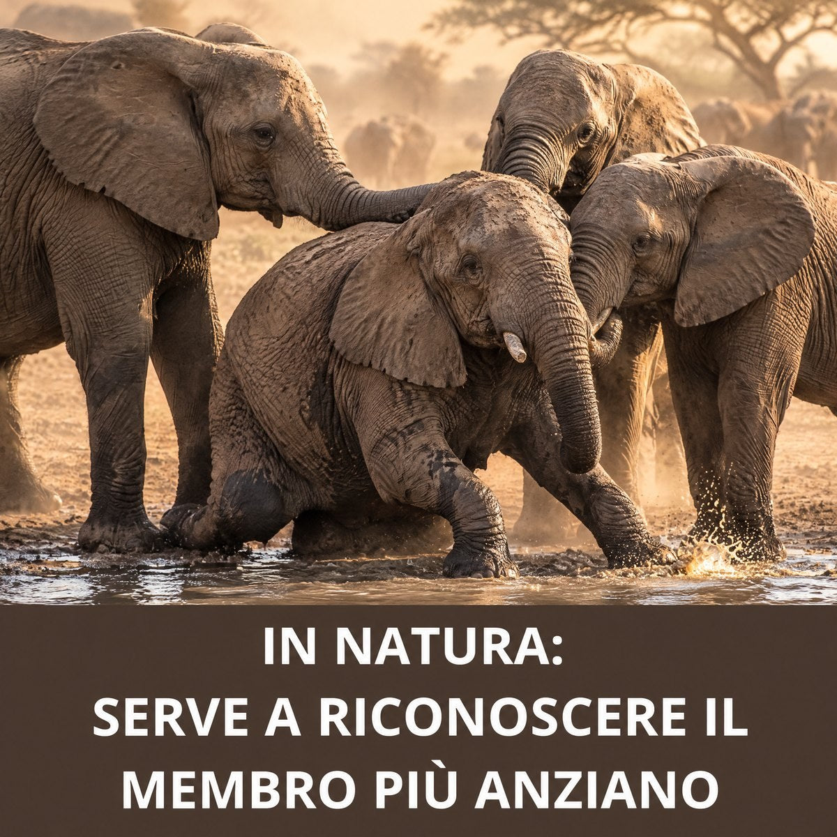 Elefanti attorno alla matriarca: in natura l'odore serve a riconoscere il membro più anziano